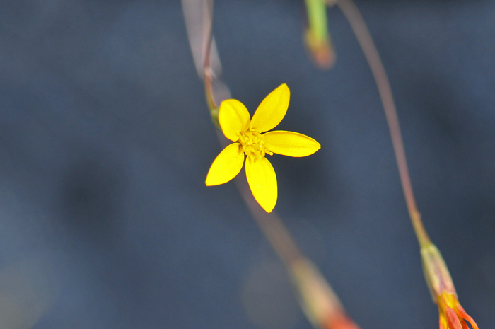 Five-bract Cinchweed has small but pretty yellow flowers that each have both ray and disk florets. Pectis filipes